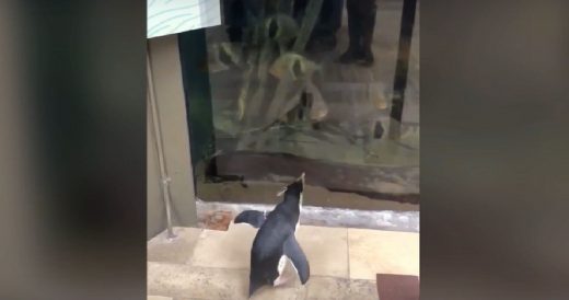 Aquarium Staff Let Penguins Visit Other Animals While Facility Remains Closed Du...