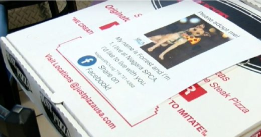 Pizza Shop Places Photos Of Dogs On Their Pizza Boxes To Help Them Get Adopted