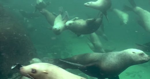 Scuba Diving Experience Gets Divers Up Close And Personal With Sea Lions