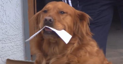 Golden Retriever Helps Make Deliveries To Vulnerable Neighbor In Quarantine