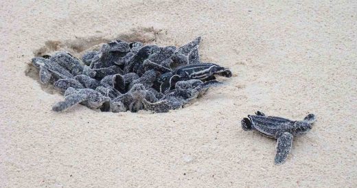 There’s An Increase In Leatherback Sea Turtle Nests On Beaches Thanks to Trave...