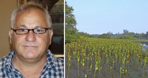 Man Plants 152 Million Mangrove Trees Over The Course Of 10 Years