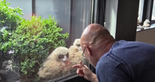 Man Becomes Best Friends With Owl Family Over Their Mutual Love For TV