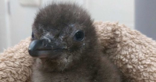 Cute Blue Penguin Successfully Hatches At A New Jersey Aquarium And Is Happier T...