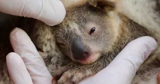 First Baby Koala Is Born At Australian Wildlife Park Following The Tragic Bushfi...