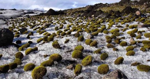 Traveling Green Moss Balls Known As “Glacier Mice” Prove How Mystifying Our ...