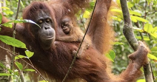 Chained Orangutan Gets Rescued And Gives Birth To Her First Baby In The Wilderne...