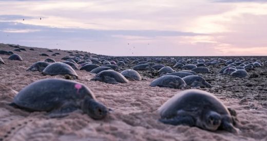 64,000 Green Sea Turtles Are Shown Migrating To Lay Their Eggs In Astonishing Dr...