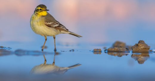 28 Gorgeous Birds Perched Near Water