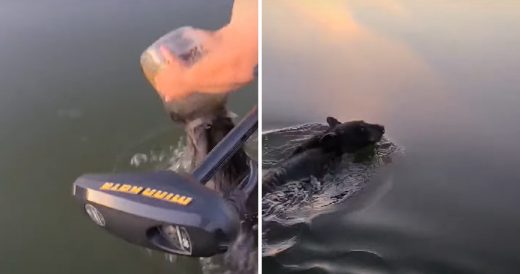 Family Saves A Bear Swimming With A Cheese Ball Tub Stuck On His Head