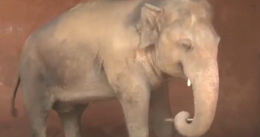 Lonely Elephant In Pakistan Gets Freed Thanks To Pop Singer Cher And Her Campaig...