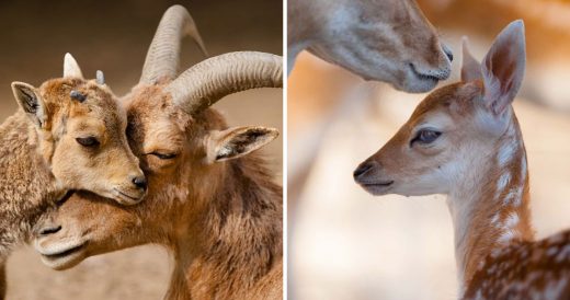 34 Pics Of The Love Captured Between Animal Moms And Their Babies