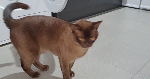 Lucky Burmese Cat Survives 12-Minute Cycle In The Washing Machine