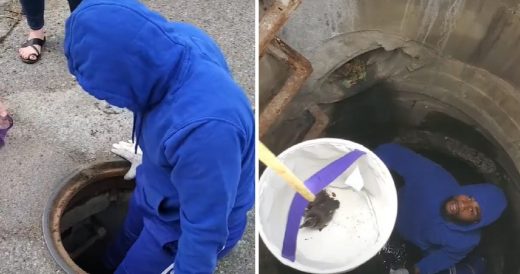 Man Voluntarily Descends Down Sewer To Save Ducklings’ Lives