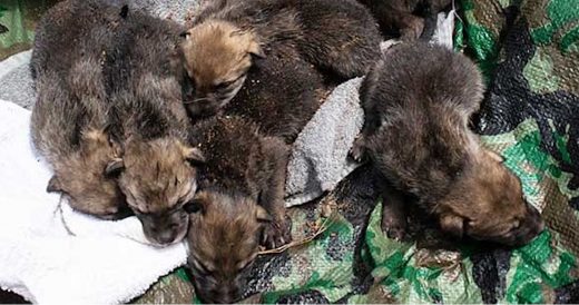 20 Zoo-Born Wolf Cubs Get Successfully Unified Into Wild Packs To Help Conserve ...