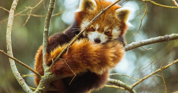 Zoo Welcomes Two Critically Endangered And Very Cute Red Panda Cubs