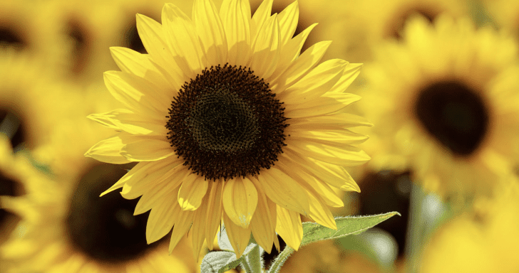 Gardener Successfully Grows Sunflower Plant With Not 1 But 27 Flower Heads