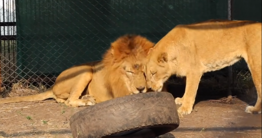 Rescuers Set Two Circus Lions Free After Being Encaged For 8 Years