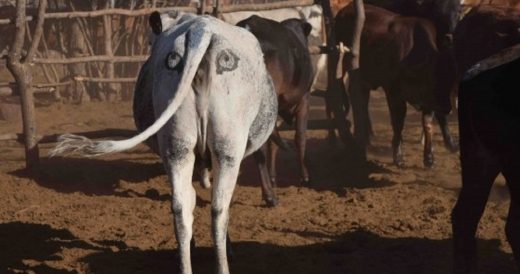 Painting Eyes On Cattles’ Butts Can Help Ward Off Hungry Predators