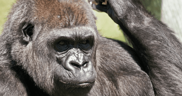 Momma Gorilla Hugs Her Baby For Hours Right After Birth