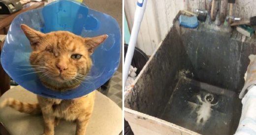 Woman Adopts Homeless Kitty With Injured Eye After Seeing “Angel” Appear In ...