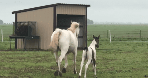 2-Day-Old Baby Horse Is Excited To Reunite With Her Mama And Play 