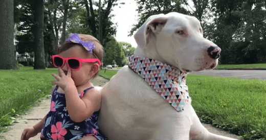 Deaf Great Dane Finds A Loving New Home And A Toddler Best Friend