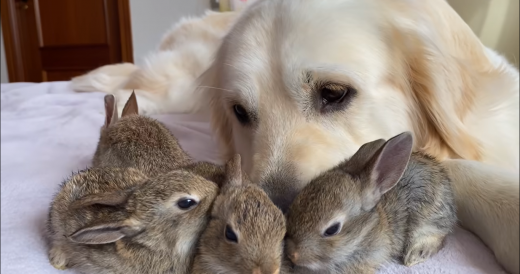 Caring Golden Retriever Adopts Baby Rabbits As His Own