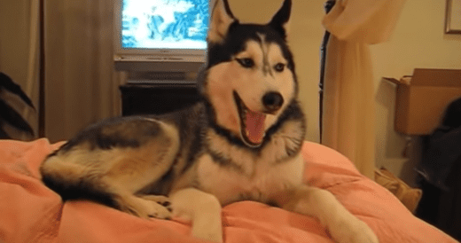 Talking Husky Says “I Love You” To Her Humans