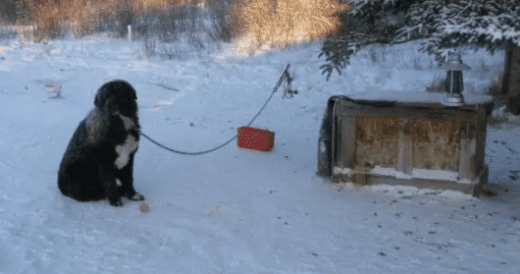 Courageous Animal Rescuers Set Chained Dog Of 4 Four Years Free