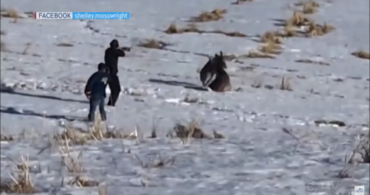 Sharp-Shooting Wildlife Officer Saves Two Bucks With Just One Shot