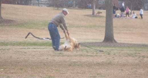 Stubborn Dog Makes It Clear He Doesn’t Want To Go Home So He’s Not