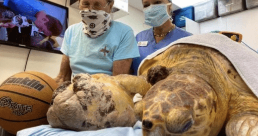 Massive 14Lb Tumor Is Carefully Removed From Sea Turtle