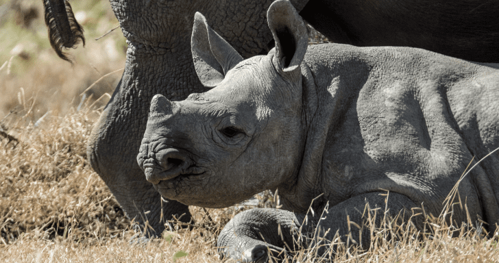 Tiny Baby Rhino Enjoys Her Play Time With Her Zookeeper