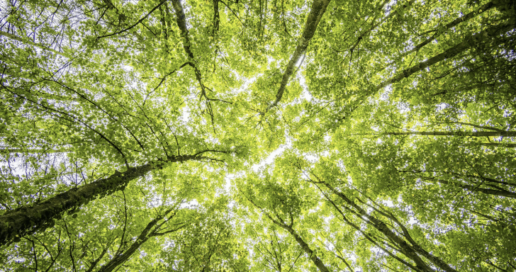 Husband Plants 6,000 Trees For His Late Wife And Kept It A Secret For 17 Years