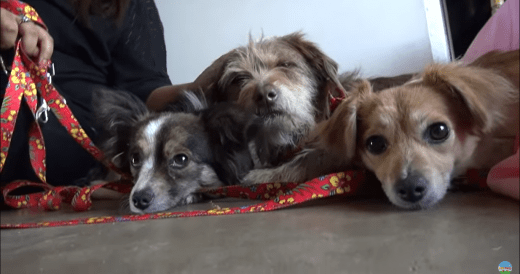 3 Abandoned Dogs Find Safety After Being Left Behind With Just Bread