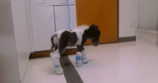 Miniature Horse Overcomes Disability And Learns How To Walk