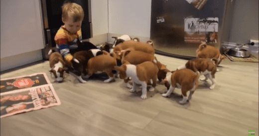 16 Basenji Puppies Run After Little Boy Around The House