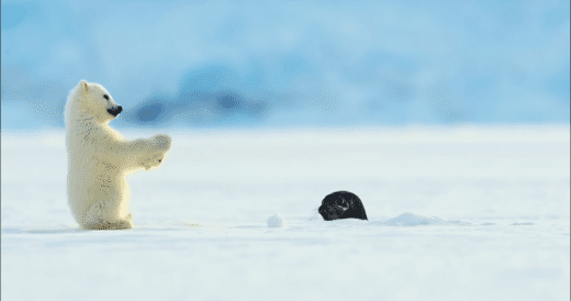 Polar Bear Cub Gets Caught Off-Guard When Seal Pops Out Of Hole