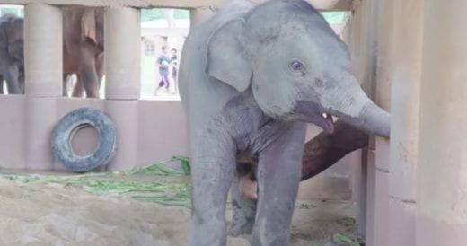 Tragically Orphaned Baby Elephant Gets Adopted By A New Herd