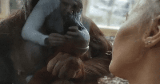 Mom Feeding Her Child Bonds With Compassionate Orangutan At Zoo