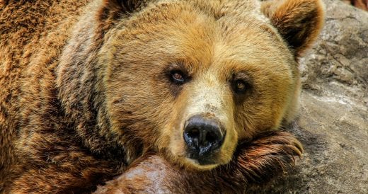 Nimble Bear Climbs Onto Garbage Truck And Takes A Joyride