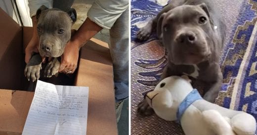 Boy Selflessly Gives His Puppy To Shelter To Save It From Father’s Neglect