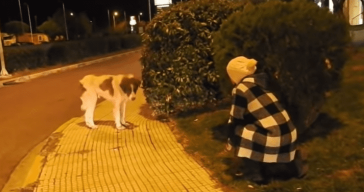 Giant Stray Dog Lingering Around Gas Station Learns How To Trust People Again