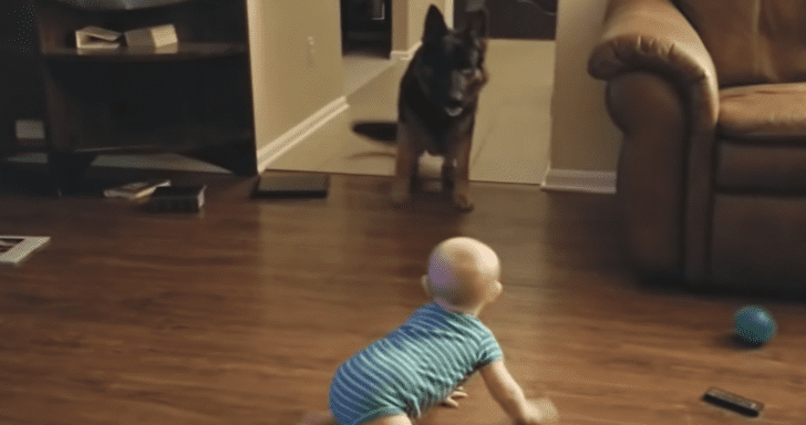 Playful Baby Loves To Chase Around German Shepherd