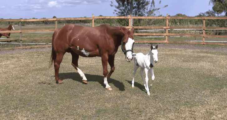 Extraordinary “Medicine Hat” Filly Captures Hearts With Her Unique Features