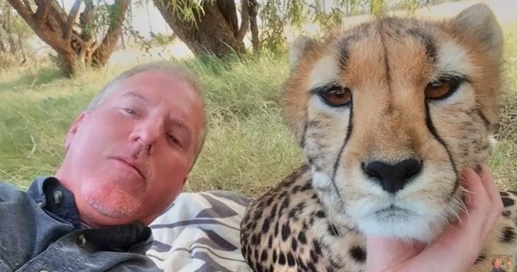 Brave Man Lies Down To Take A Sweet Nap With Cheetah