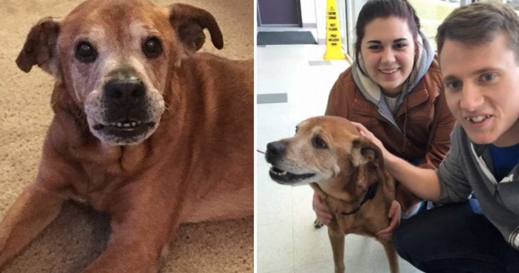 Lonely Senior Dog Finally Gets Adopted After Waiting In The Shelter For 3 Years