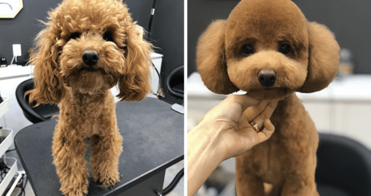 31 Dogs Who Look Totally Different Before And After Visiting The Groomers