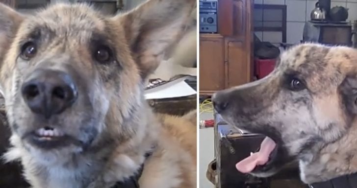 Talking Dog Panics When He Learns All The Treats Went To The Cat